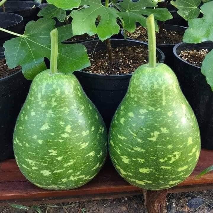 Hạt Giống Bầu Sao Tron Bau Sao Nam Tao Yai Mottled Bottle Gourd Star 30 Seed