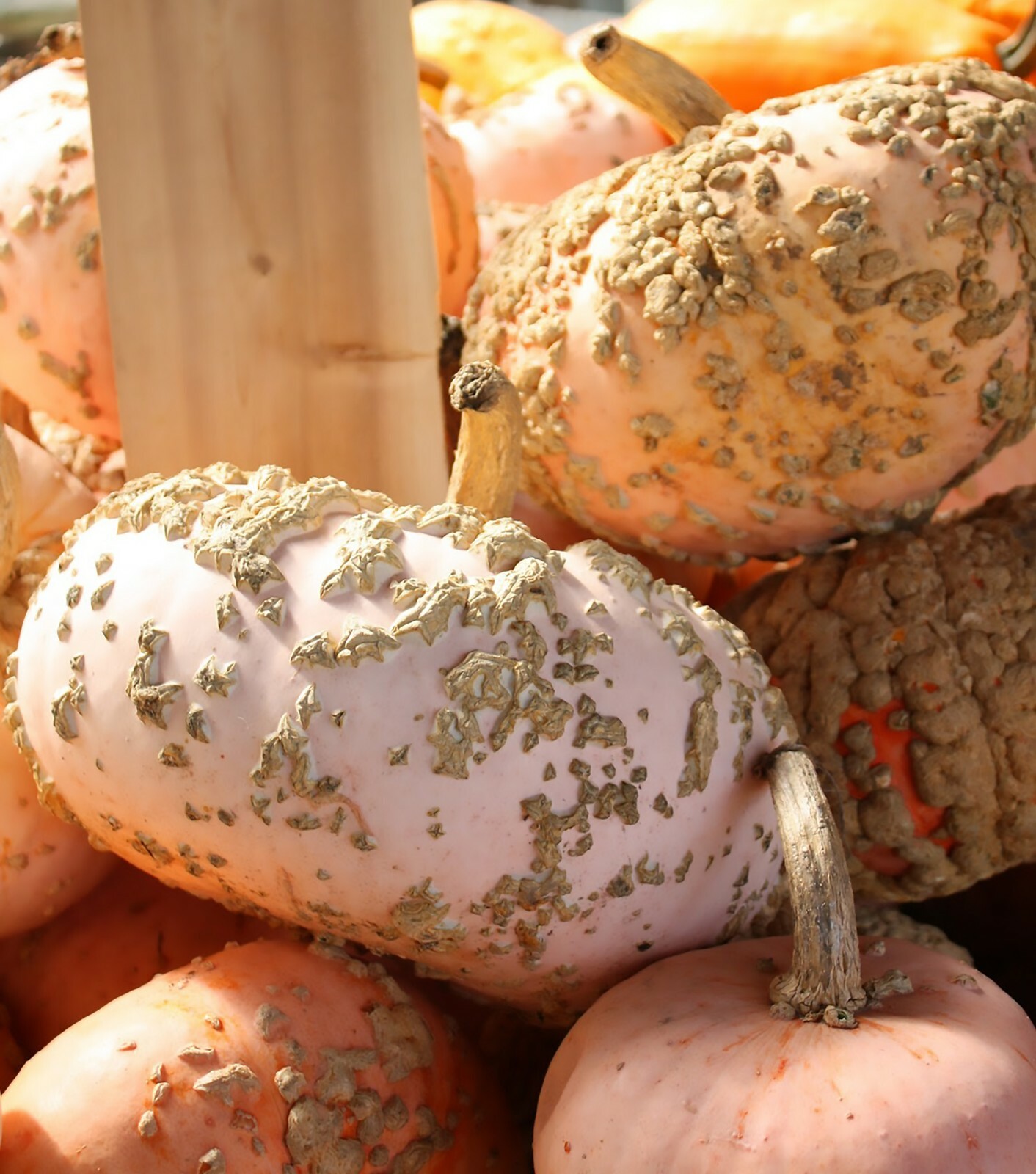 Peanut Pumpkin, D’ Eysines Squash, (Cucurbita maxima), Seeds