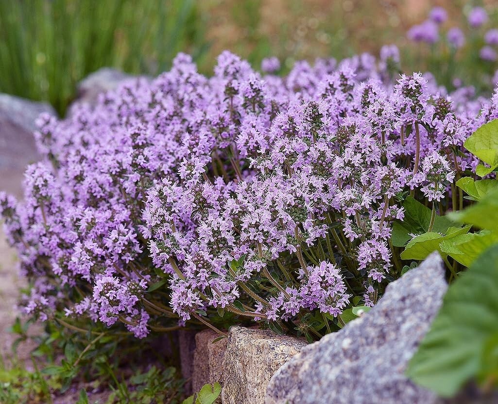8000+ Creeping Thyme Seeds for Full Sun – Low-Maintenance Perennial Groundcover