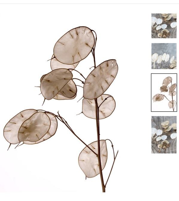 15 Lunaria Annua Seeds Brassicaceae Honesty Silver Dollar Money Plant Seeds