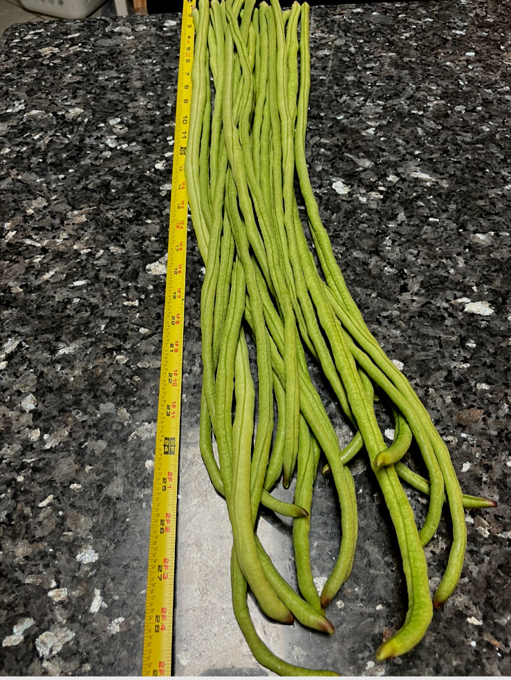 30+ organic Taiwan Yard extra Long noodle Beans – black Seeds