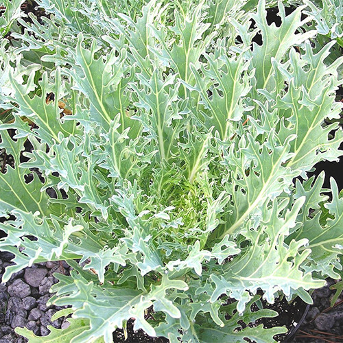 White Russian Kale Seeds | Non-GMO | Free Shipping | Seed Store | 1100