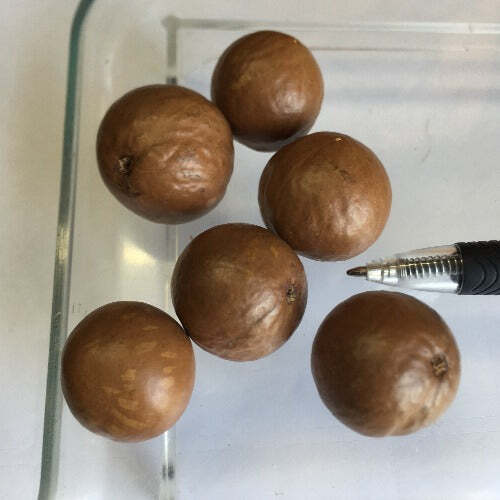 Macadamia integrifolia | Queensland Nut | 10 Seeds