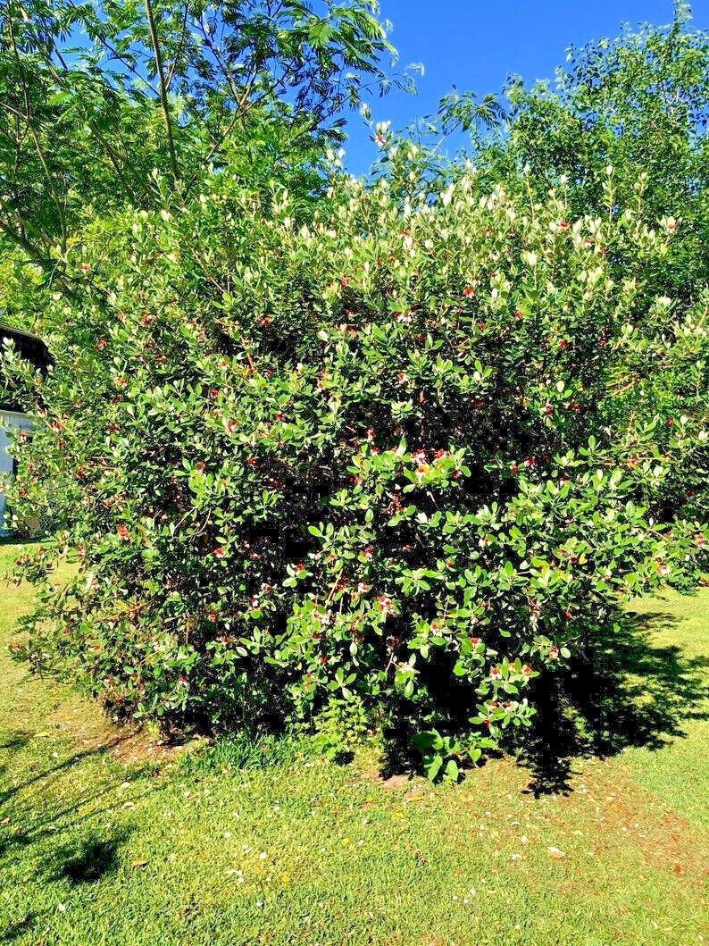 20 PINEAPPLE GUAVA TREE SEEDS “Brazilian Fig Guava Fruit” Tropical Flower Plant