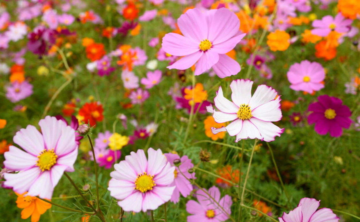 COSMOS MIX 100 SEEDS, yellow, orange, double, seashell, purple, white, pink…