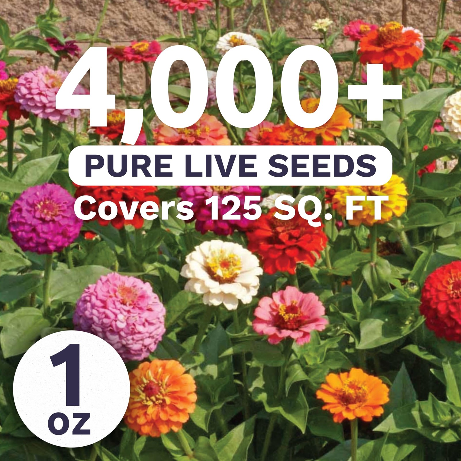 Zinnia Cut & Come Again Mix – Large 1 Ounce Packet – 4,000 Flower Seeds for P…