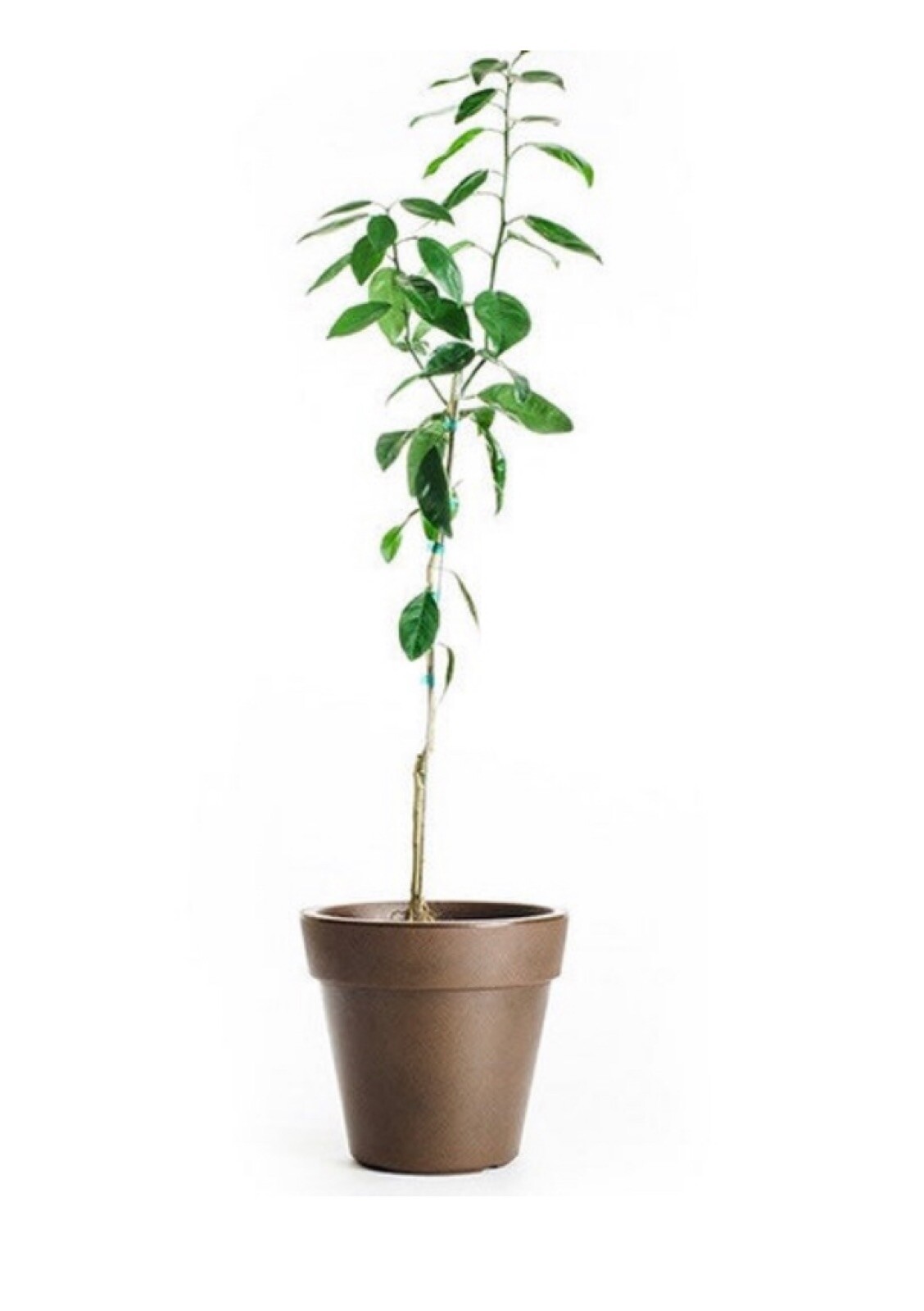California only!! Eureka Semi-Dwarf Lemon Tree, 18-36 inches tall, grafted plant