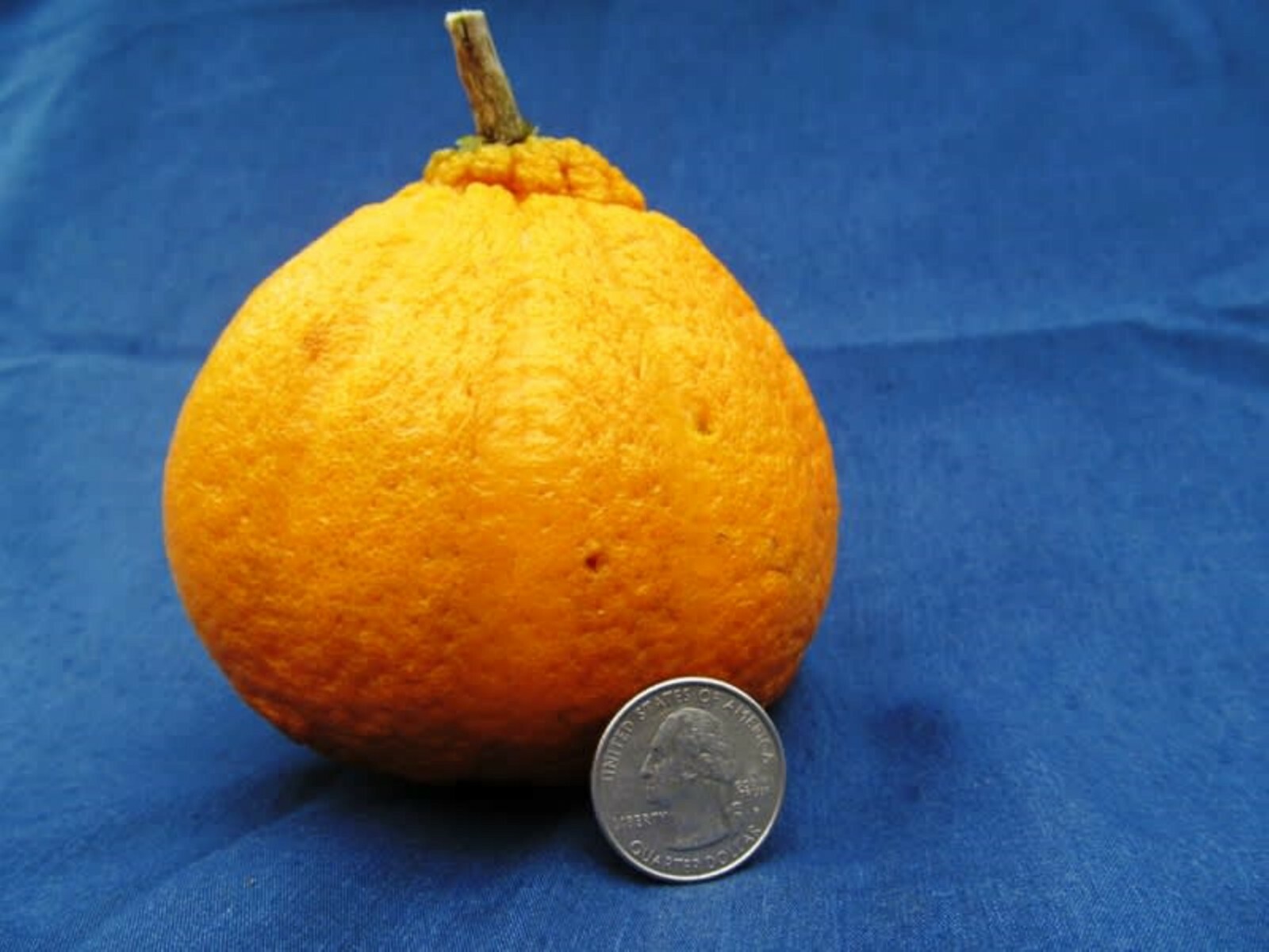 Florida only!! Shiranui Mandarin Tree, Dekopon, grafted, 26 – 30 inches