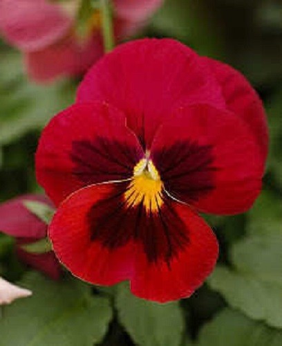 50 RED & BROWN PANSY Swiss Giant Viola Wittrockiana Violet Flower Seeds *Flat SH