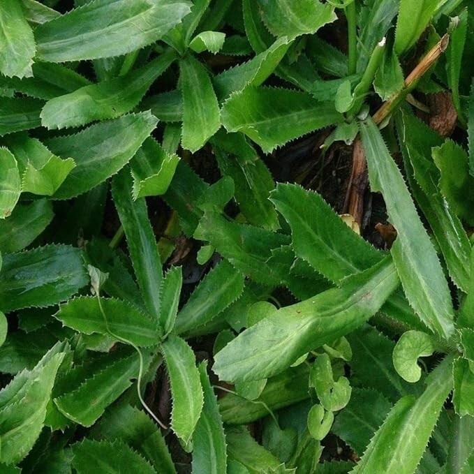 ” 2 FOR 1 SPECIAL/BOGO FREE “Cilantro Seeds | NON-GMO | Vegetable Seeds (500ct)