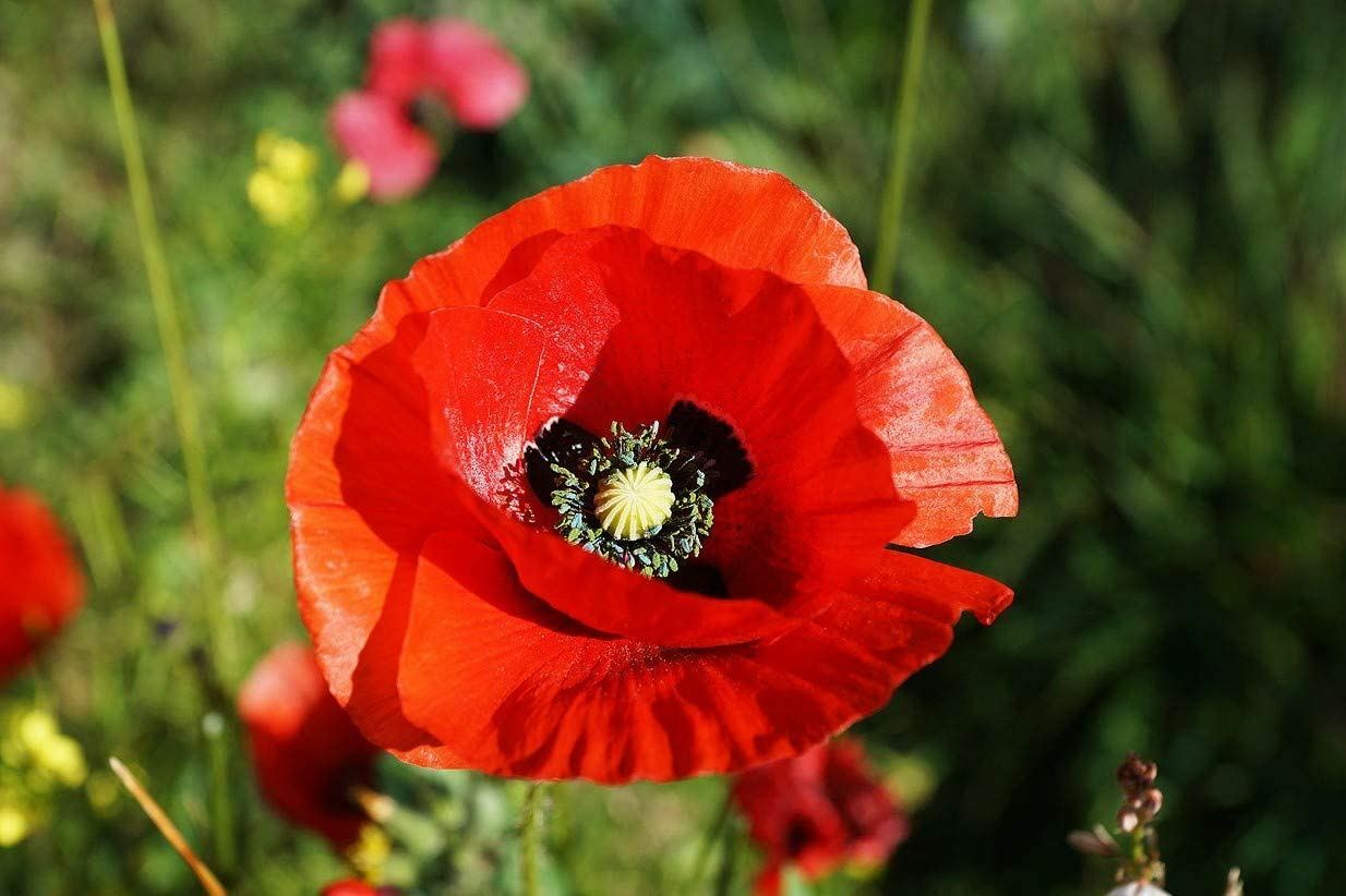 Poppy Flower Seeds, Red “COOL BEANS N SPROUTS” Brand. Home Gardening