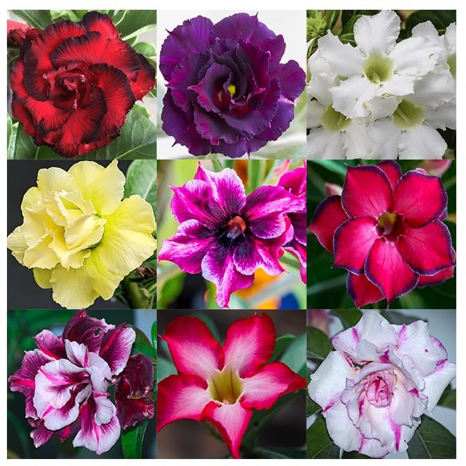 100 Desert Rose Seeds for Planting Mixed Color Ready to Grow Adenium Obesum S…