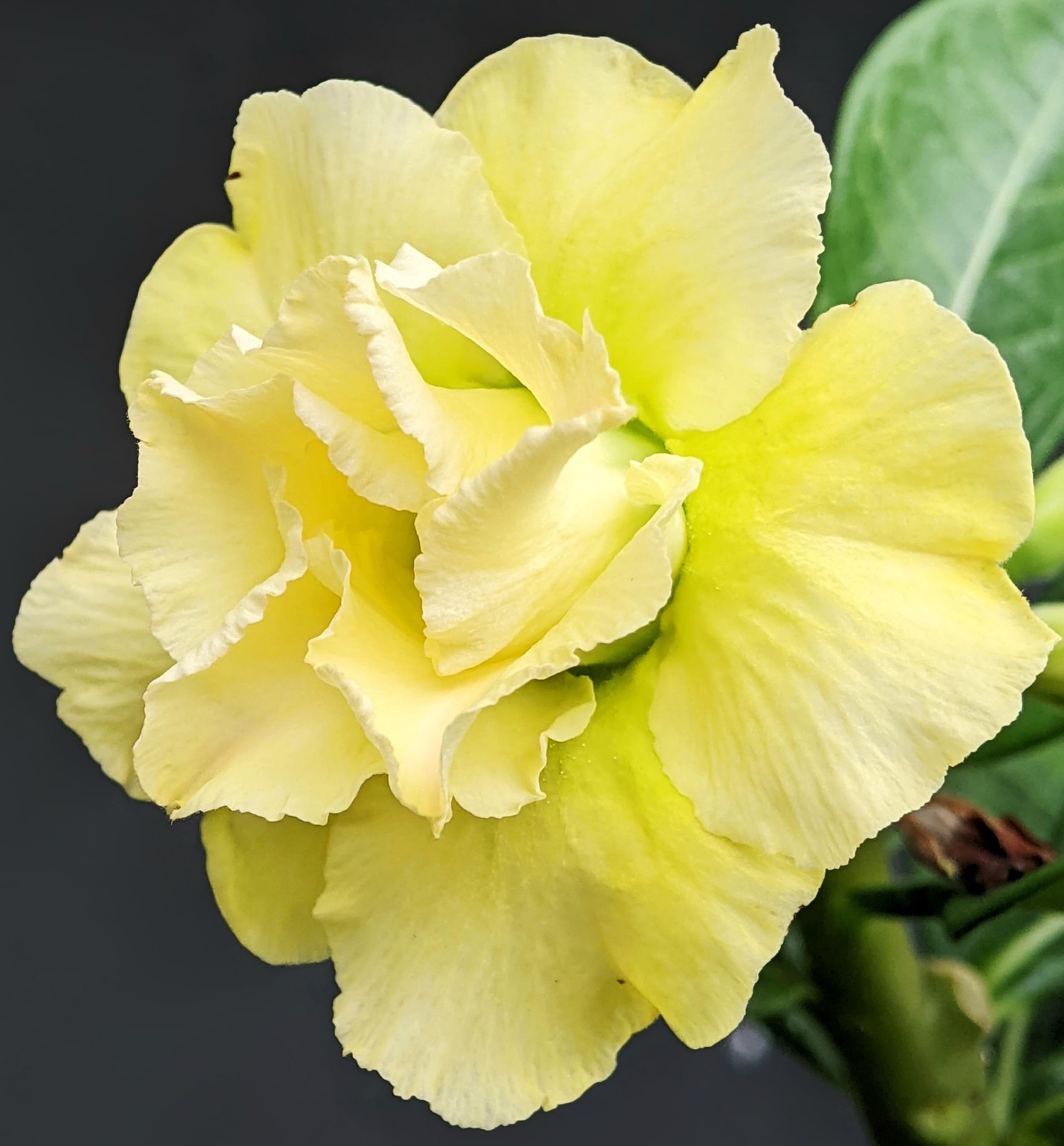 100 Desert Rose Seeds for Planting Mixed Color Ready to Grow Adenium Obesum S…