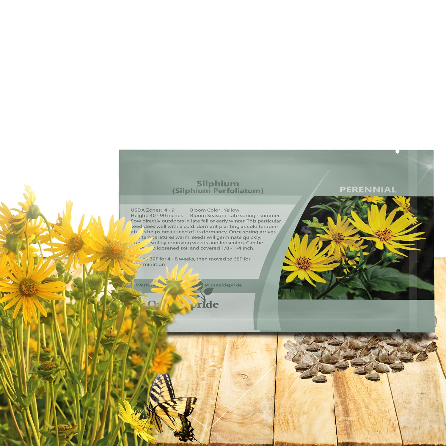 200 Seeds Silphium Seed – Cup Plant Flower Seeds