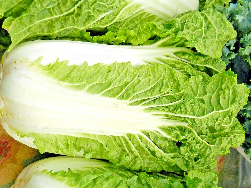 500+ CHINESE CABBAGE SEEDS AUTUMN MICROGREENS GARDEN VEGETABLE SALADS HEIRLOOM