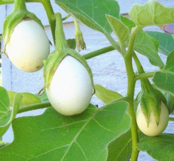 Solanum ovigerum | Easter Egg Plant | 10 Seeds