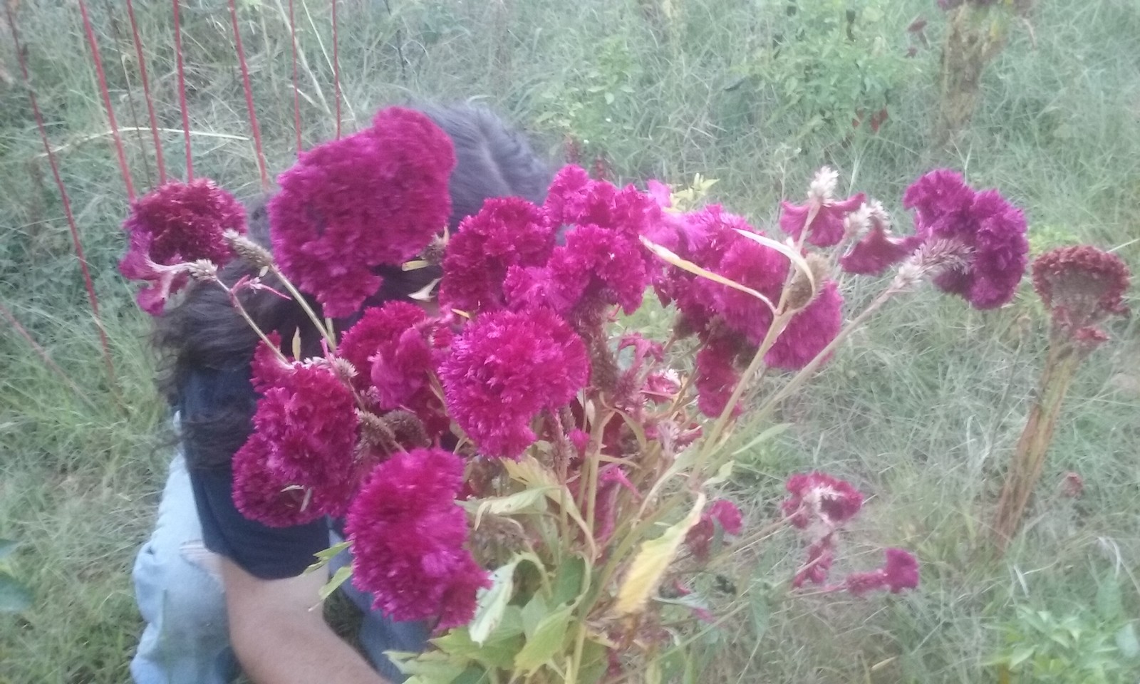 HUGE Brain Celosia CRAZY MIXED COLORS 100 Seeds Comb. S/H OLD AMISH PLANT