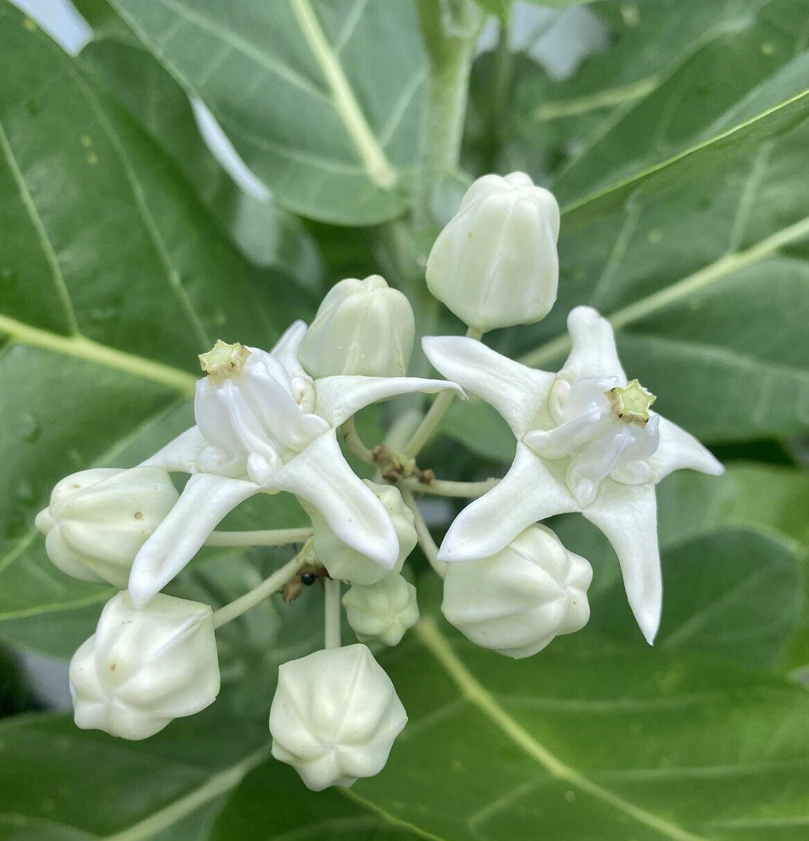 10 Seeds White Calotropis Gigantea Crown Flower Giant Milkweed Monarch Bees