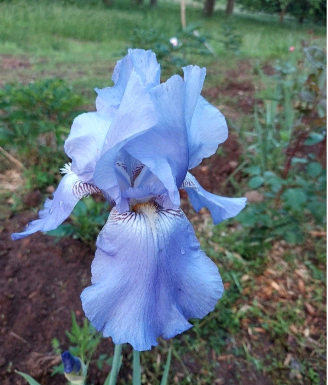 Iris Rhizomes 12 Pack Mixed Colors Blue Purple Yellow Freshly Dug Up.