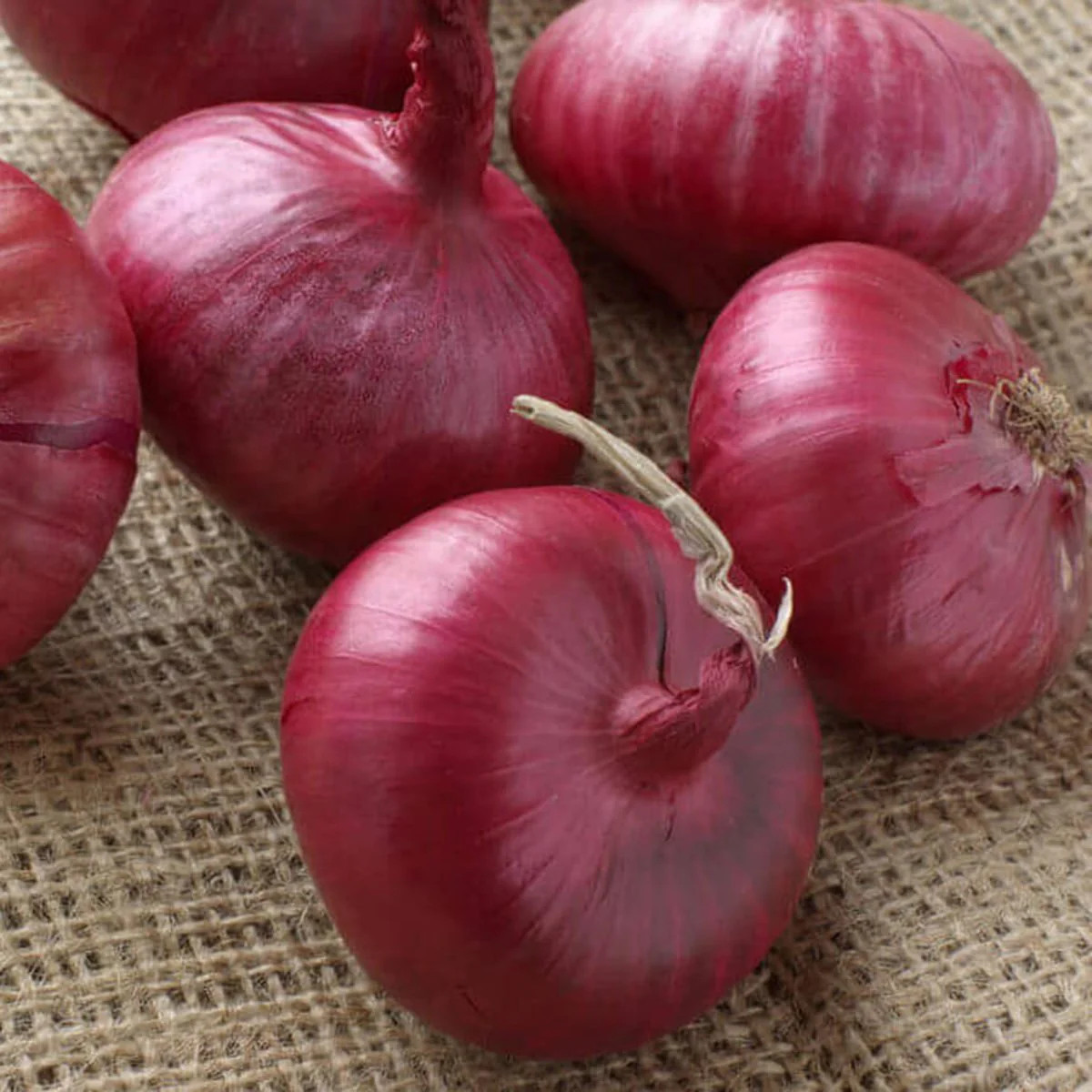 Ruby Red Onion Seeds | Allium Sepa Long Day Scallion Green Vegetable Seed 2024