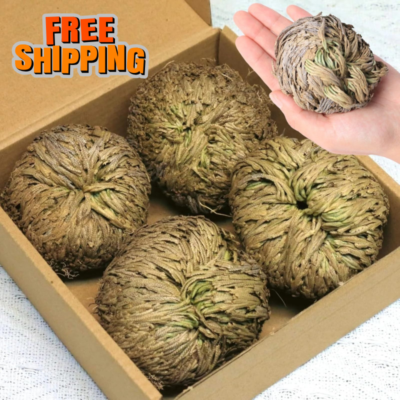 4-Pack Large Premium Dried Rose of Jericho, Selaginella Resurrection Grass, D