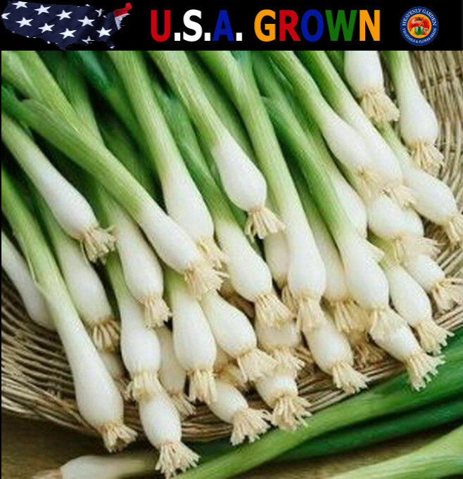 200 Organic Tokyo Long White Bunching Onion Seeds, Scallions, NON-GMO
