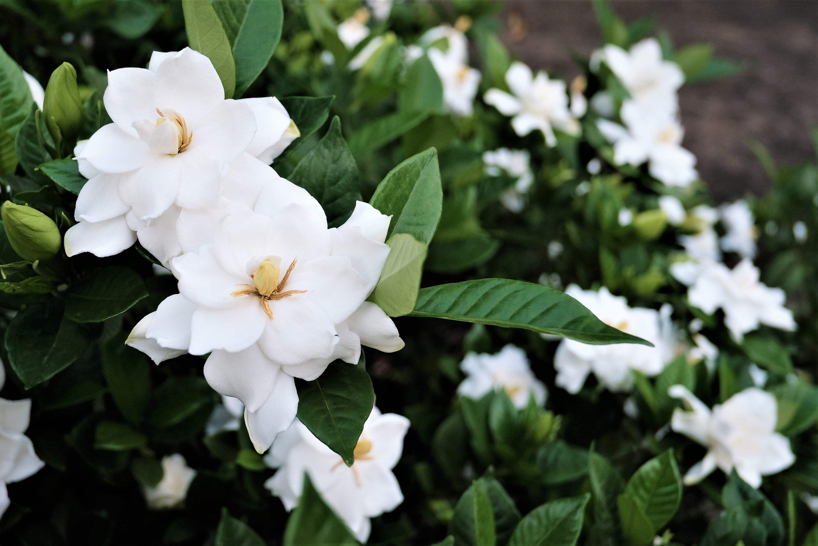 50 GARDENIA / CAPE JASMINE Jasminiodes Fragrant White Shrub Flower Seeds *FlatSH