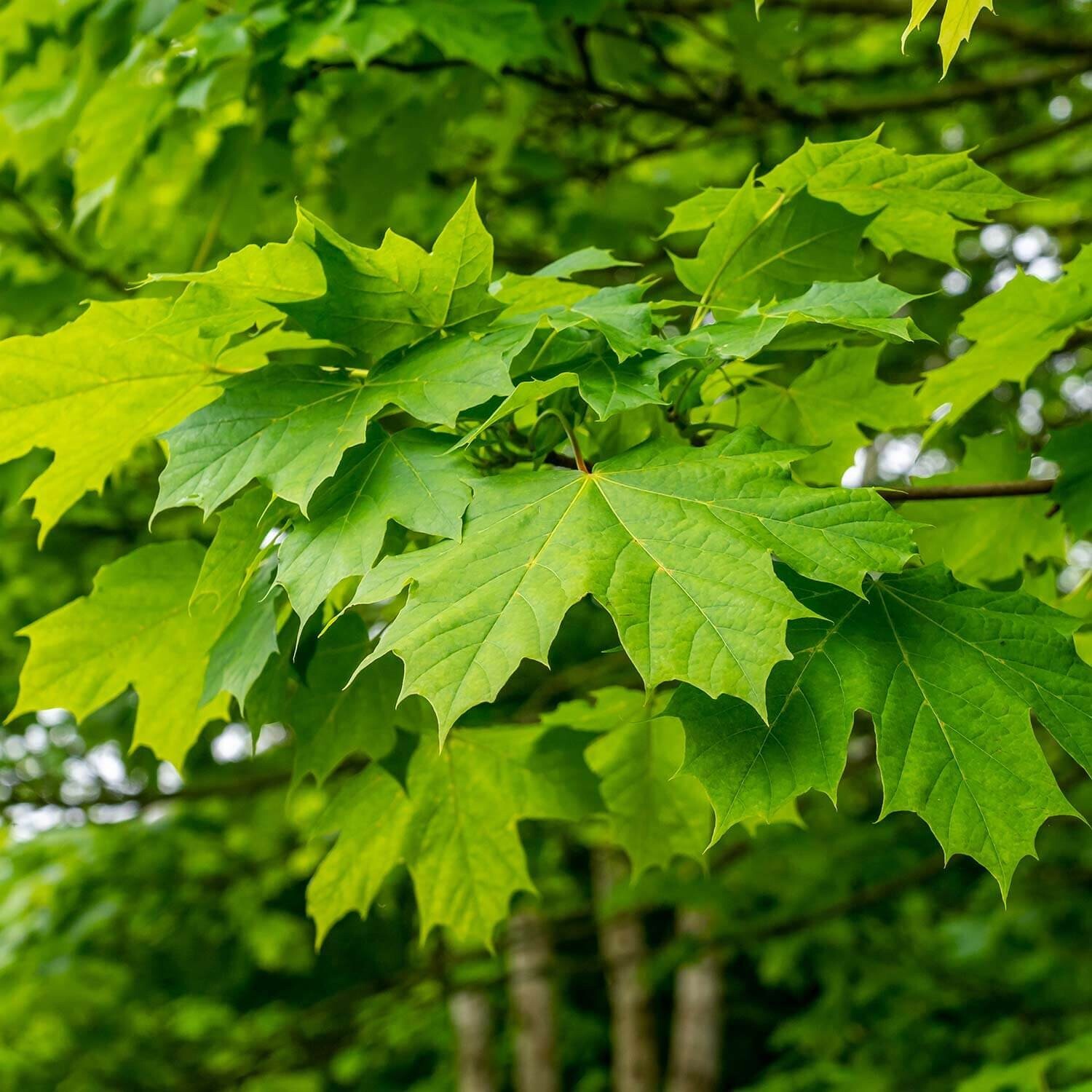GREEN MAPLE TREE SEEDS, 10 seeds, Acer, Syrup, Bonsai Specimen, Organic Hardwood