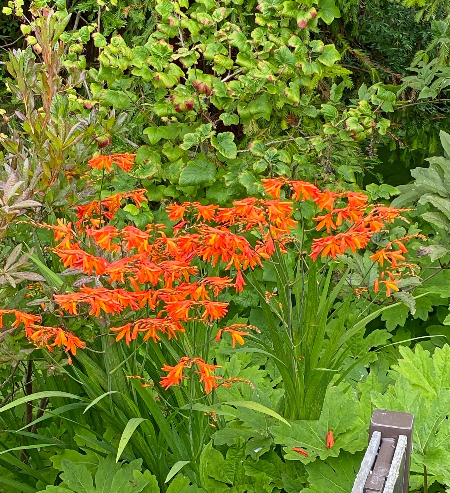 Crocosmia paniculata | Falling Stars | 10 Seeds