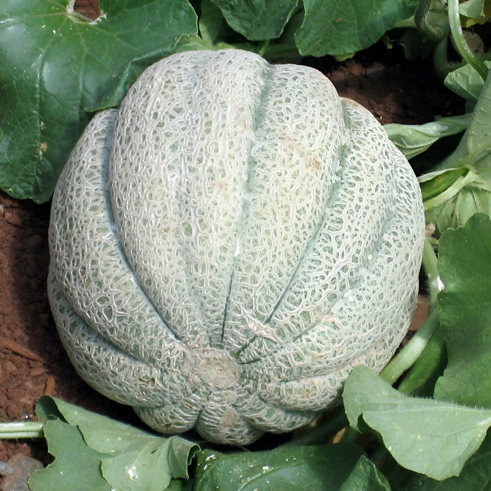 50 Heirloom Planters Jumbo Cantaloupe Seeds – Giant 5-8LB Super Sweet Melon
