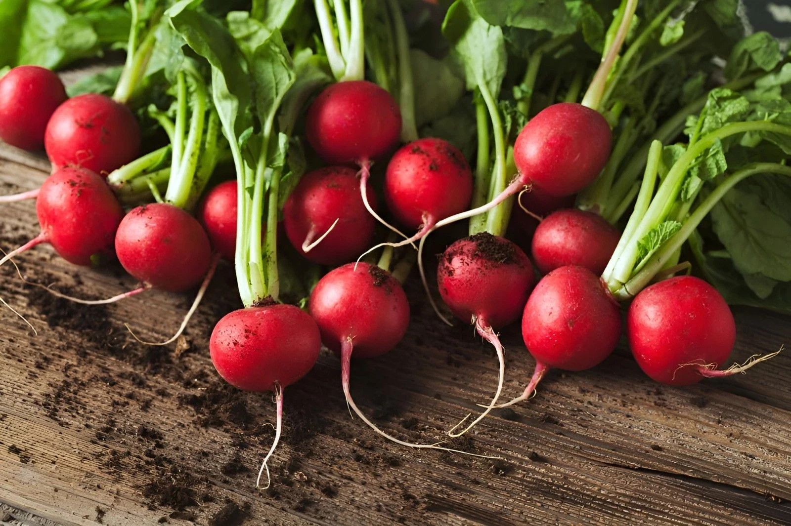 300+ CHERRY BELLE ORGANIC RADISH SEEDS AAS WINNER HEIRLOOM NON‑GMO FREE SHIPPING