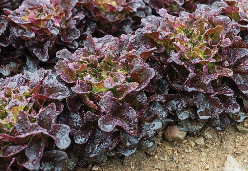 2g Premium Harvested of Fresh New Red Oakleaf Leaf Lettuce Seeds-B 87