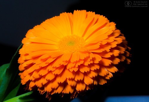 50 Calendula Flower Seeds (Calendula officinalis) “Pacific Beauty”