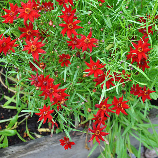 Coreopsis AMULET RED DWARF 10-12″ Tall Butterfly Garden USA Non-GMO 200 Seeds!