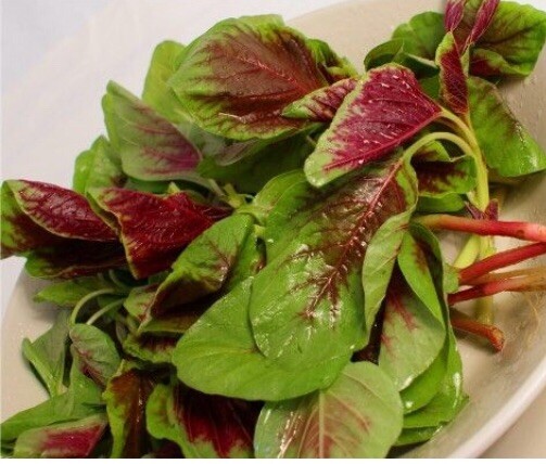 FreeShip 1-LB 480,000 Rau Den Red Stripe Leaf AMARANTH Seeds Chinese Spinach 紅莧菜