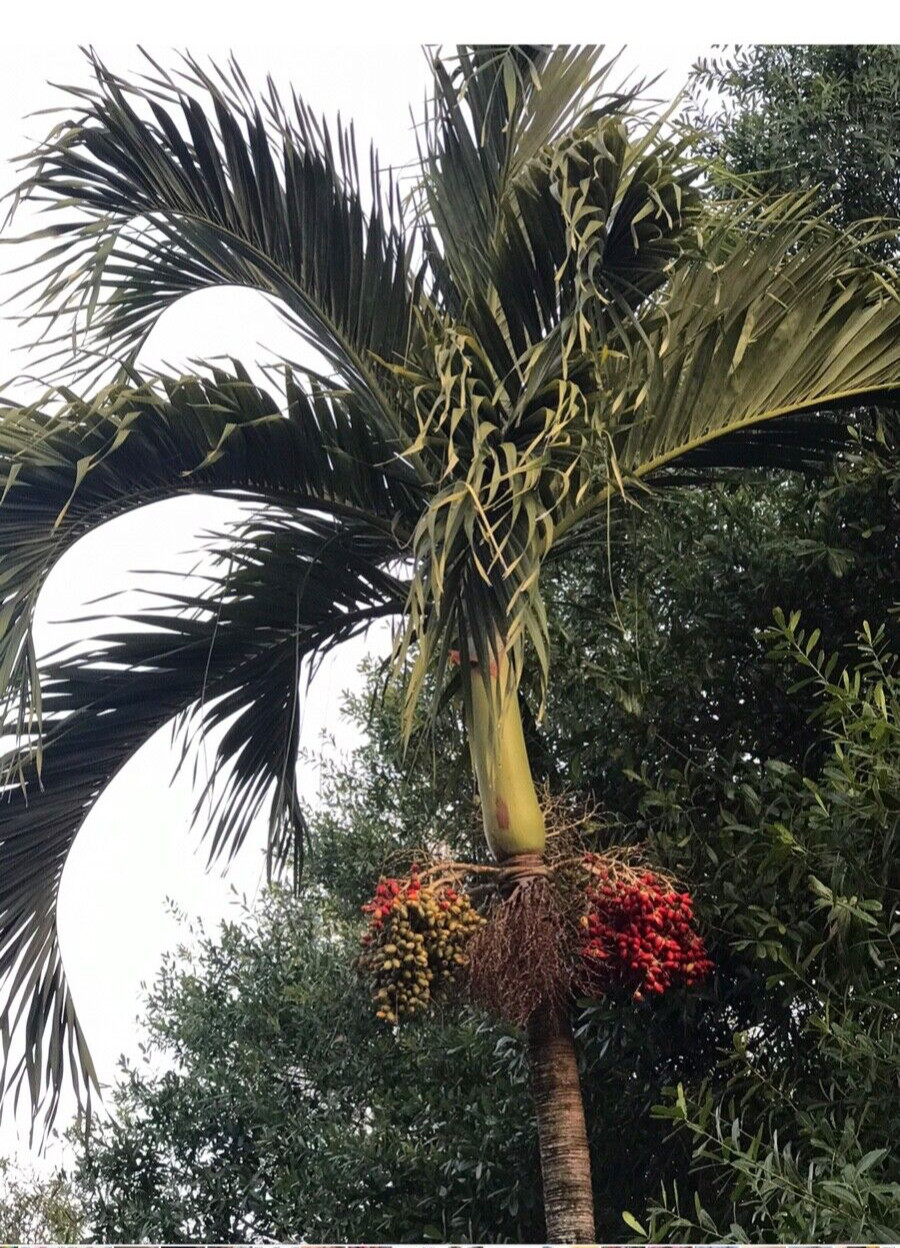 35 Tropical Christmas Palm Tree Adonidia Merrillii Live Dwalf Royal Palm Seeds