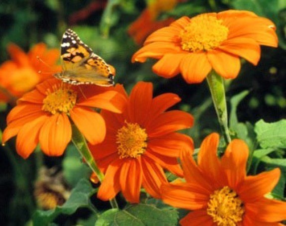 MEXICAN TORCH SUNFLOWER 25 FRESH SEEDS FREE USA SHIPPING