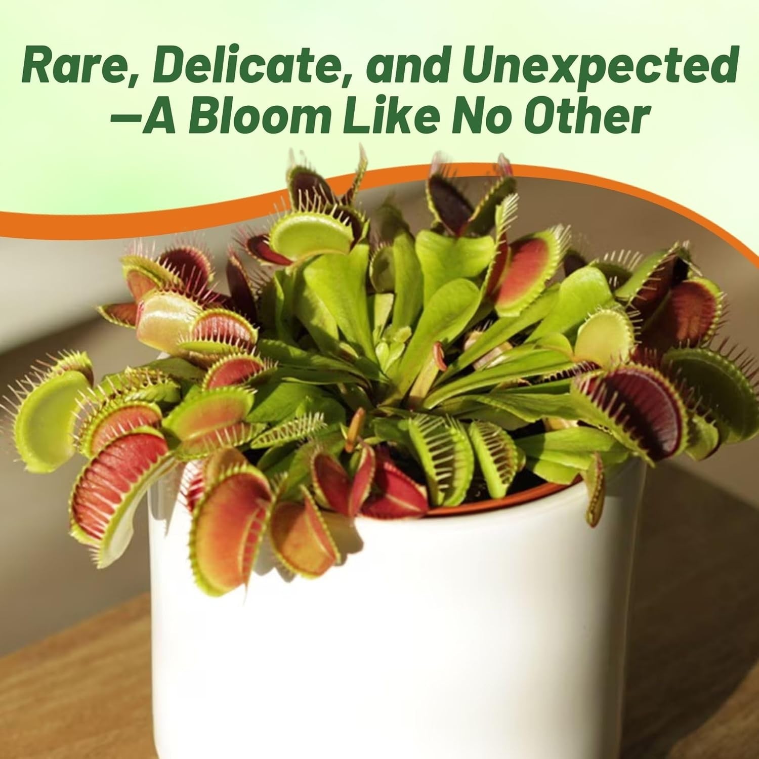 10 Pcs Organic Venus Flytrap Seeds – Low Maintenance Houseplants for Terrariums