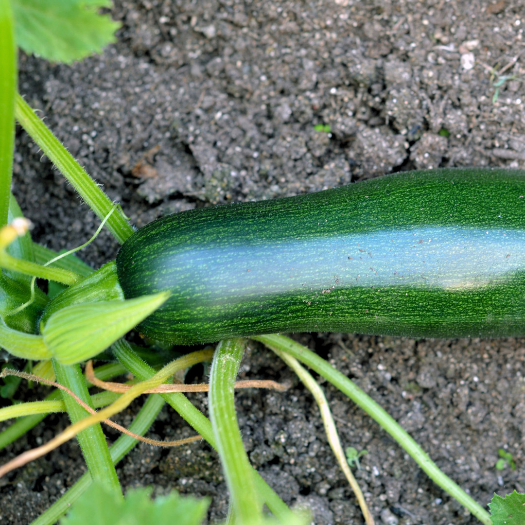 Fresh Premium Black Beauty Zucchini Seeds | Heirloom Non-GMO | Vegetable Seeds