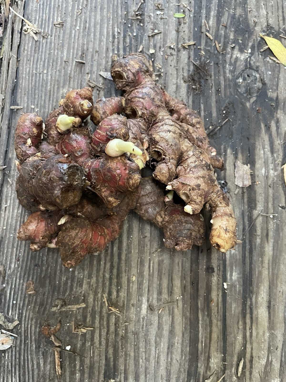 3 Roots Sprouted Red Ginger For Cooking And Planting