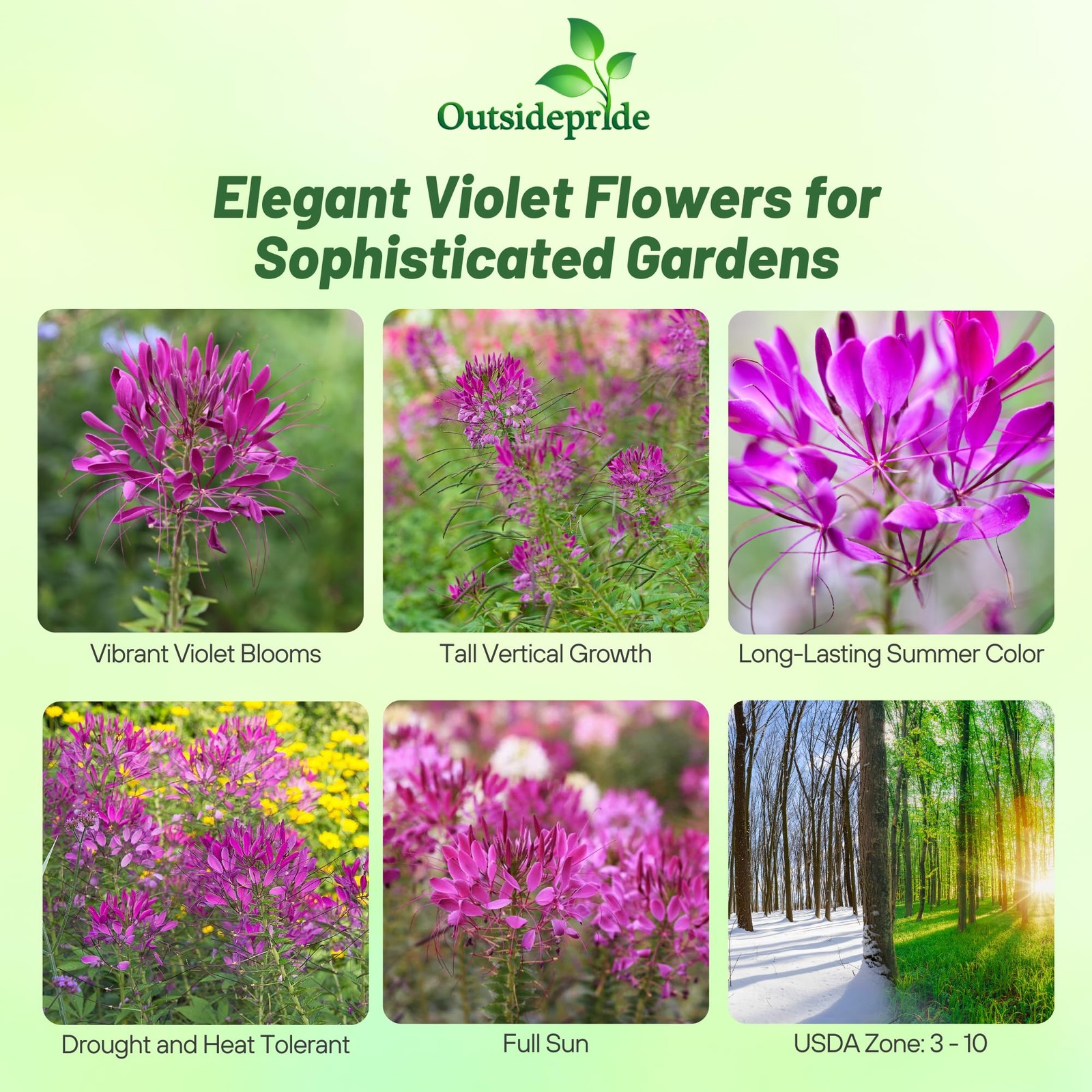 Violet Cleome Seeds 1000 Pcs Annual Flower Seeds with Large, Airy, Spidery B…