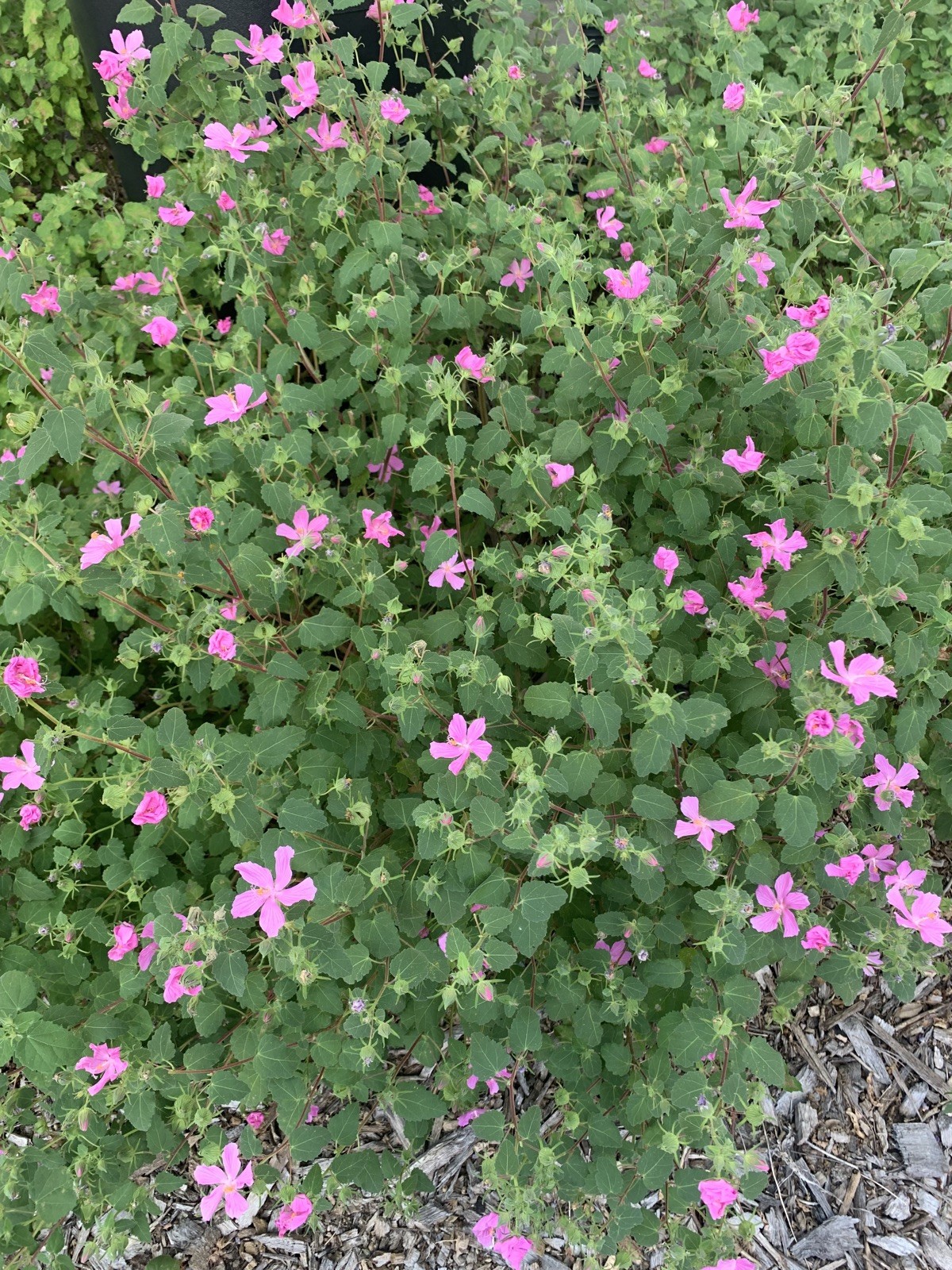 75 Rock Rose Pavonia Seeds Pavonia lasiopetala  EXTRA Seeds Included