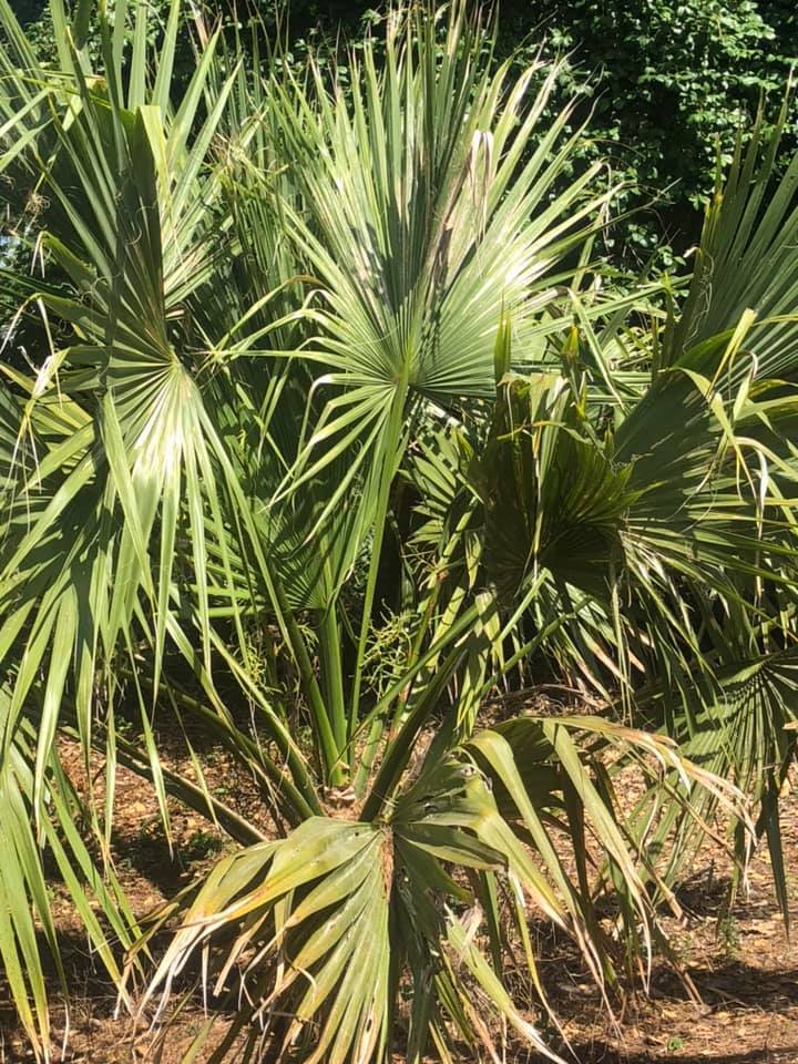 Sabal rosei Seeds! Llanos Palmetto. Cold-Hardy!!!
