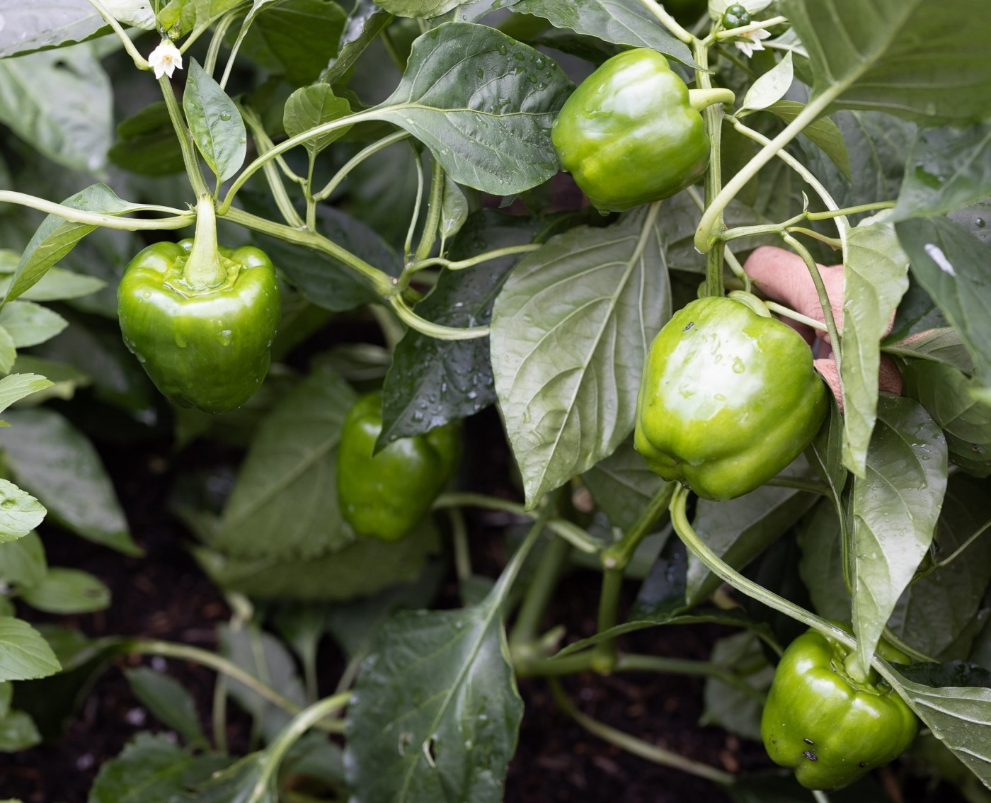 100 bell pepper seeds, NON-GMO, Heirloom, Stuffed Peppers, FREE SHIP