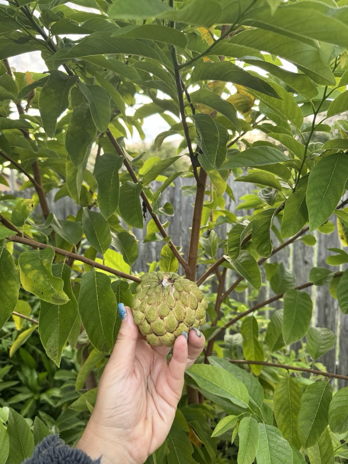15 Sugar Apple Seeds Organic Sweet Delicious Sweet Fruit.