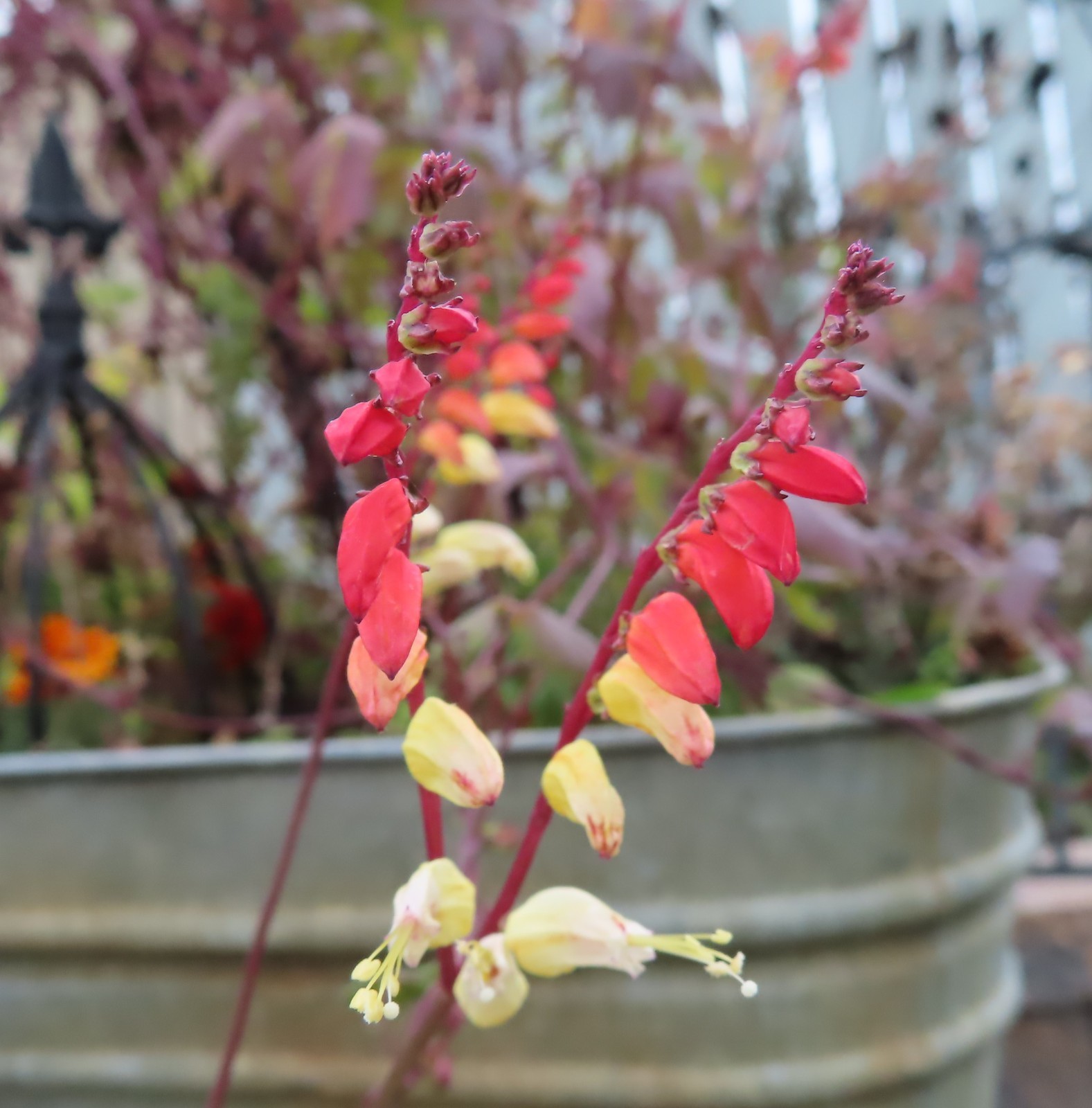 Firecracker Vine Seeds- Mina Fire Vine, Spanish Flag Vine, Exotic Love Vine
