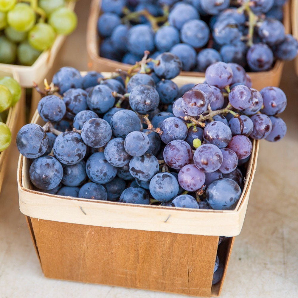 Concord Grape Vine Seeds (25) / Easy / DELICIOUS / September Harvest / Jam