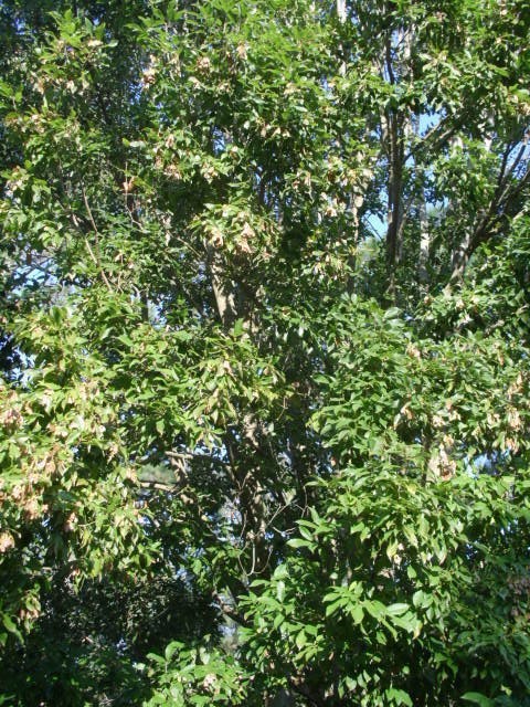 20 CHINESE EVERGREEN MAPLE SEEDS – Acer coriaceifolium