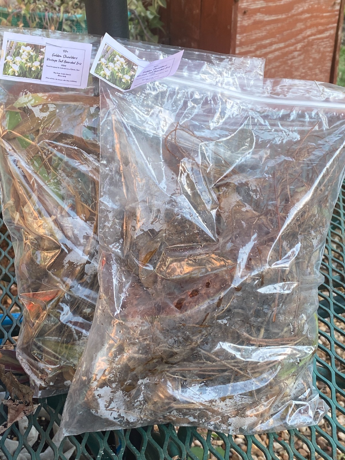 Antique Iris “Golden Shoulders” 10 Large Rhizomes!
