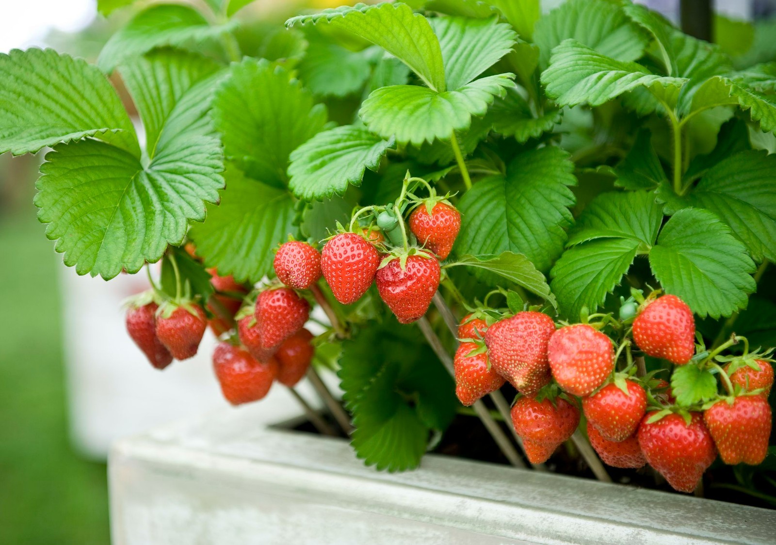 24 Strawberry Plants “Sweet Charlie”-SUPER-SWEET (Pack of 24 Bare Root)Zone: 4-9